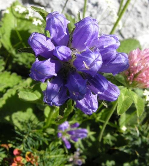 Campanula foliosa / Campanula meridionale